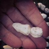 Authentic 1860s Doll Torsos.